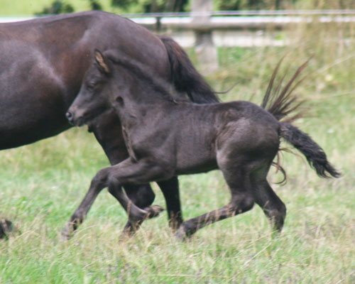 HUGSYN VOM GLOCKENHOF