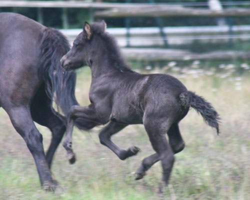 HUGSYN VOM GLOCKENHOF