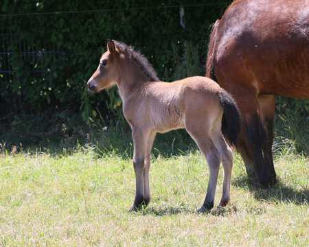 KANDÍS VOM GLOCKENHOF