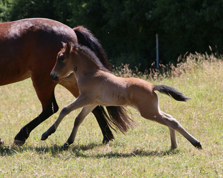 KANDÍS VOM GLOCKENHOF