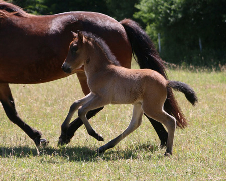 KANDÍS VOM GLOCKENHOF