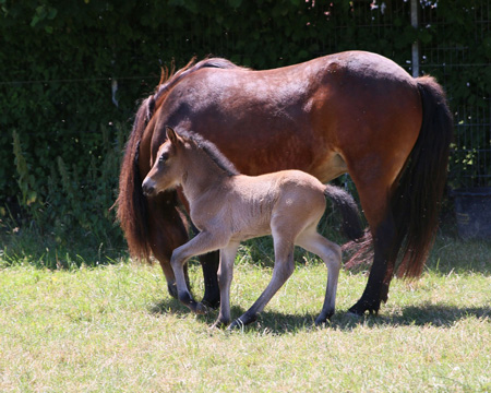 KANDÍS VOM GLOCKENHOF