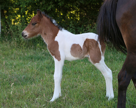 KLEÓ VOM GLOCKENHOF