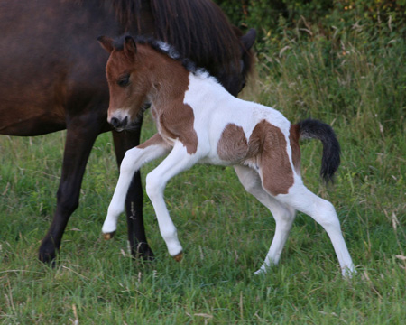 KLEÓ VOM GLOCKENHOF