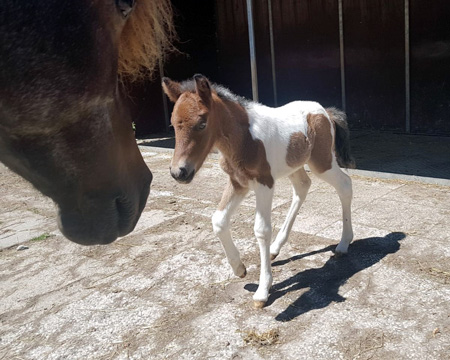 KLEÓ VOM GLOCKENHOF