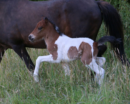 KLEÓ VOM GLOCKENHOF