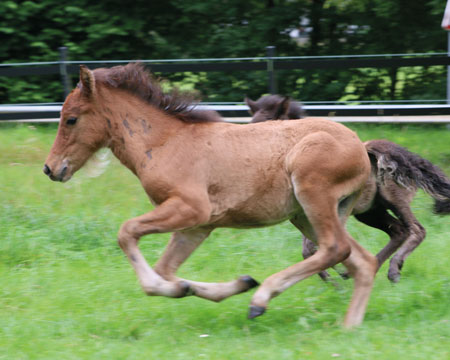 KRAFTUR VOM GLOCKENHOF