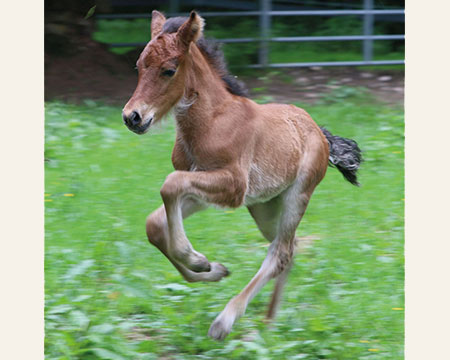 KRAFTUR VOM GLOCKENHOF