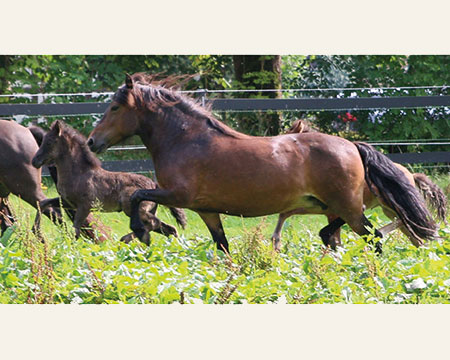 OKTAVIA VOM GLOCKENHOF