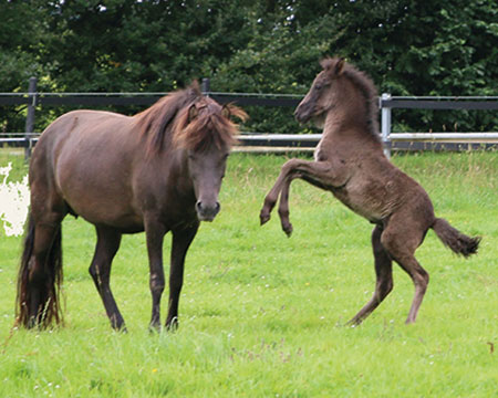 OKTAVIA VOM GLOCKENHOF