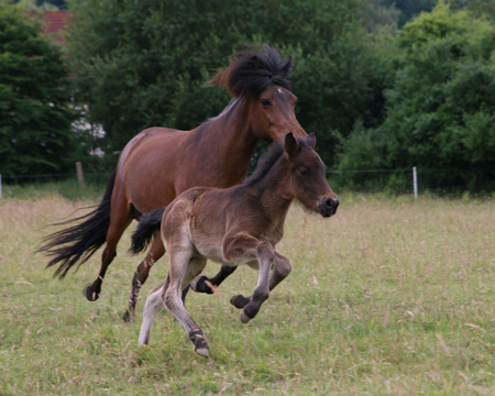 ÓSKAR VOM GLOCKENHOF