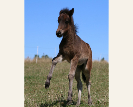 ÓSKAR VOM GLOCKENHOF