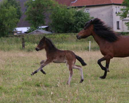 ÓSKAR VOM GLOCKENHOF