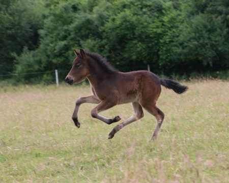 ÓSKAR VOM GLOCKENHOF