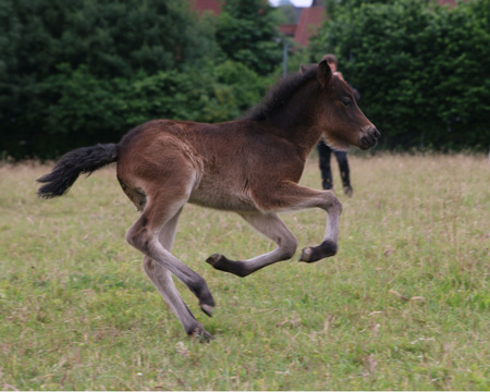 ÓSKAR VOM GLOCKENHOF