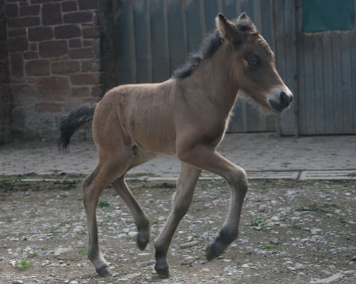 KASPAR VOM GLOCKENHOF KASPAR VOM GLOCKENHOF