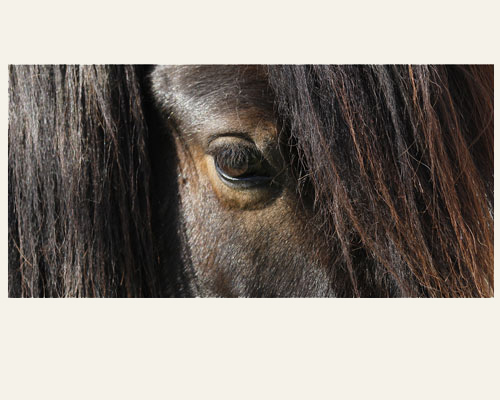 KASPAR VOM GLOCKENHOF