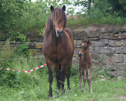 DRIFT VOM GLOCKENHOF