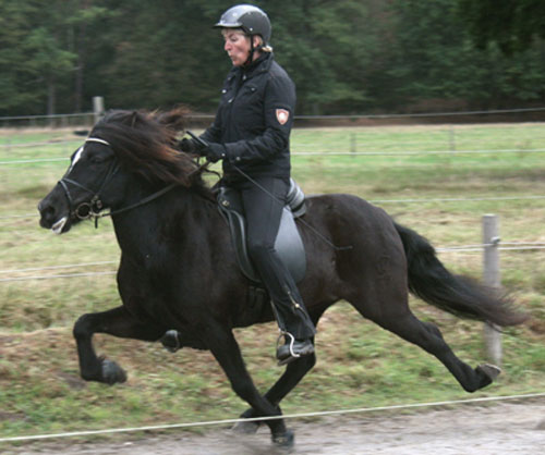 MELKORKA VOM GLOCKENHOF