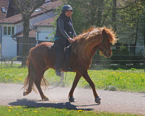 © 2016  by Glockenhof