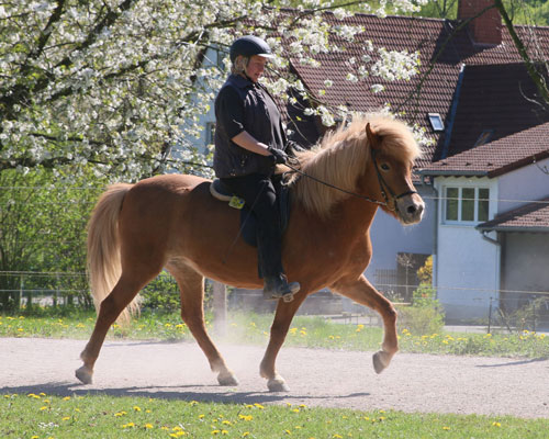 © 2016  by Glockenhof