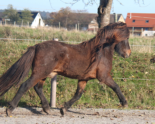 KASPAR VOM GLOCKENHOF