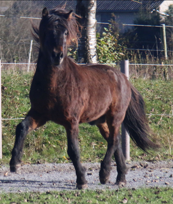 KASPAR VOM GLOCKENHOF