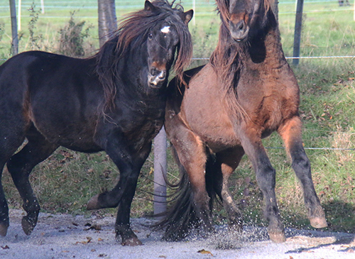 NASI UND KASPAR VOM GLOCKENHOF
