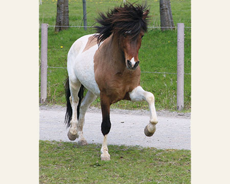 © 2016  by Glockenhof