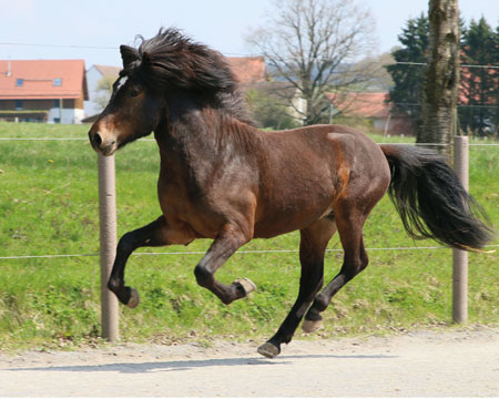 © 2016  by Glockenhof