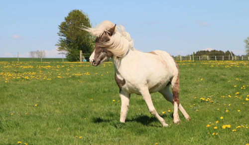 © 2016  by Glockenhof