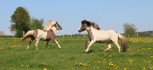 © 2016  by Glockenhof