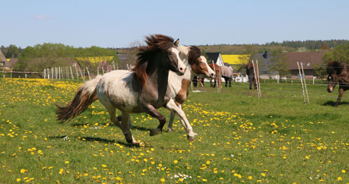 © 2016  by Glockenhof