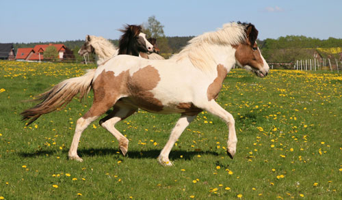 © 2016  by Glockenhof