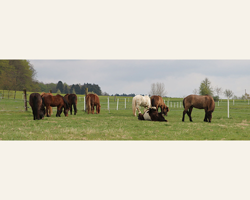 © 2015 by Glockenhof