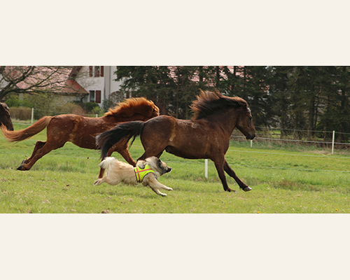 © 2015 by Glockenhof