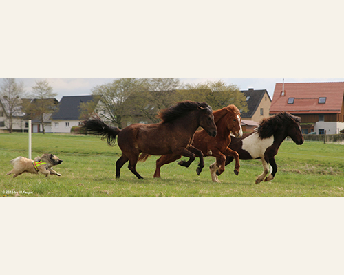 © 2015 by Glockenhof