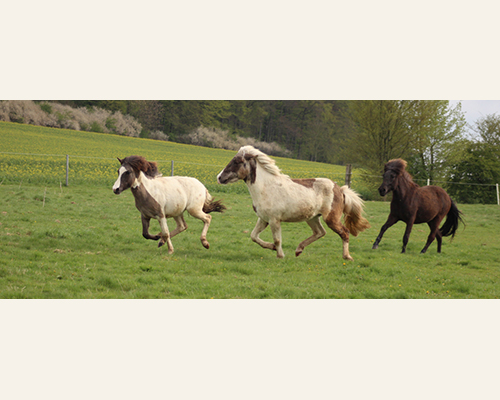 © 2015 by Glockenhof