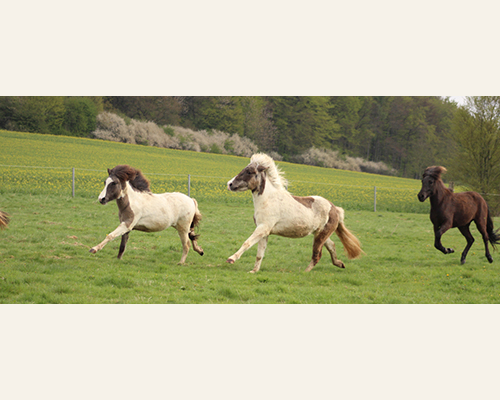 © 2015 by Glockenhof