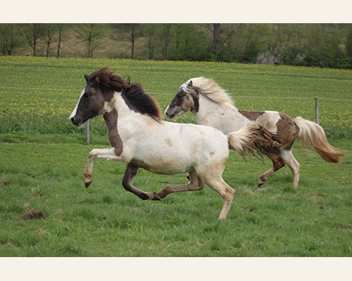 © 2015 by Glockenhof