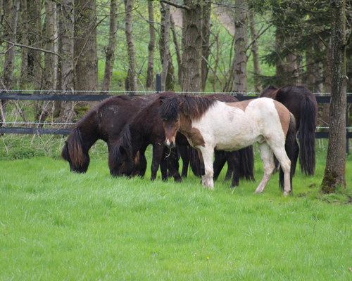 © 2015 by Glockenhof