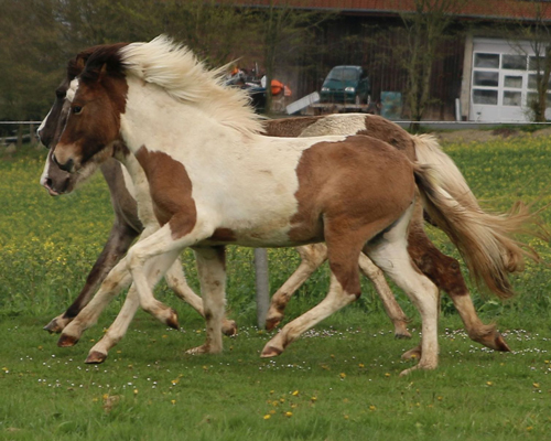 © 2015 by Glockenhof