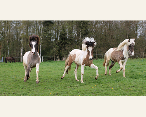 © 2015 by Glockenhof