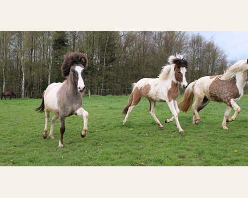 © 2015 by Glockenhof