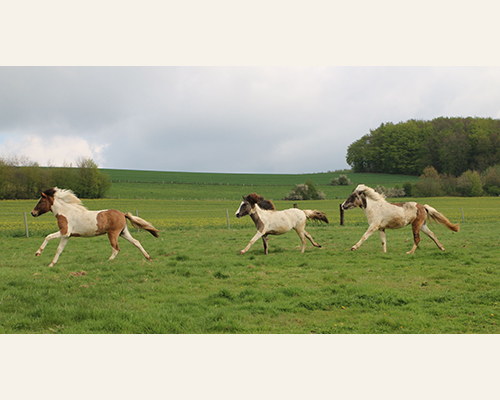 © 2015 by Glockenhof