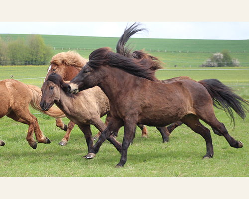 © 2015 by Glockenhof