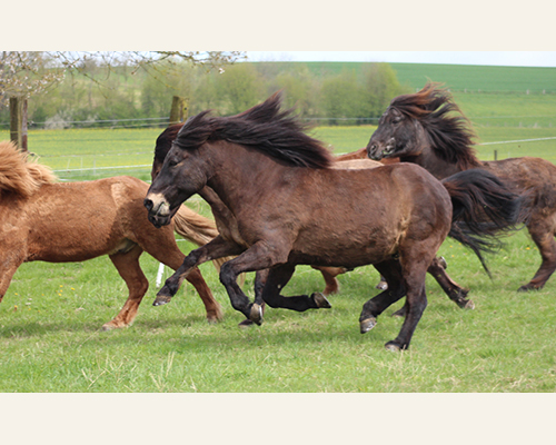 © 2015 by Glockenhof