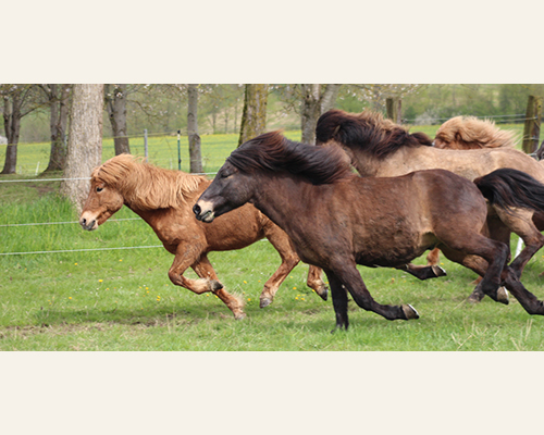 © 2015 by Glockenhof