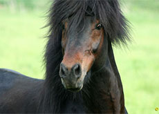 DEMANTUR VOM GLOCKENHOF