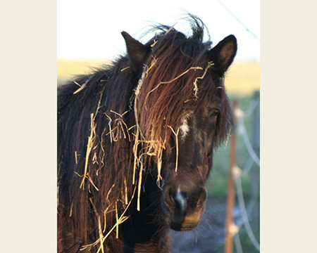 MELKORKA VOM GLOCKENHOF